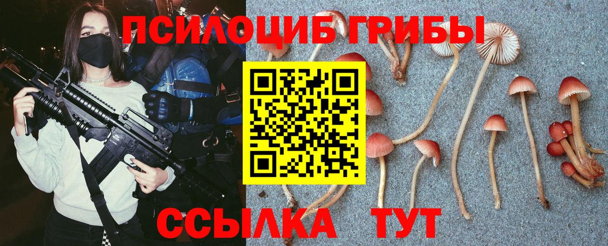 Псилоцибиновые грибы Psilocybe Киреевск